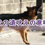 犬の遠吠えの意味とは?寂しい?【犬が遠吠えをする理由や原因を知り、対策を。】