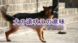 犬の遠吠えの意味とは?寂しい?【犬が遠吠えをする理由や原因を知り、対策を。】