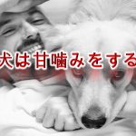 なぜ犬は甘噛みするの?【犬が甘噛みをする理由】