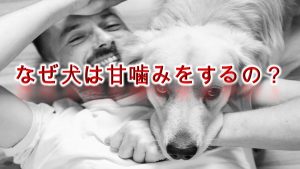 なぜ犬は甘噛みするの?【犬が甘噛みをする理由】