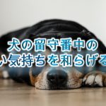 犬の留守番中の寂しい気持ちを和らげる方法