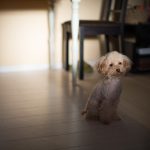 トイプードルの特徴について【トイプードルは体臭が少ない?】