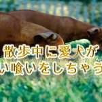 散歩中に愛犬が拾い喰いをしちゃう!【やめさせるトレーニング方法】