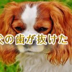 わ!犬の歯が抜けた!【抜ける原因と対処法について】