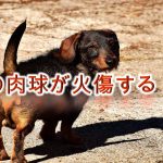 犬の肉球が火傷する!?夏の散歩の危険性とその対策について