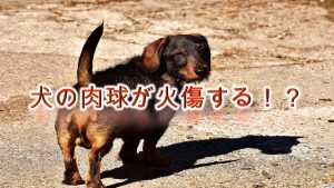 犬の肉球が火傷する!?夏の散歩の危険性とその対策について