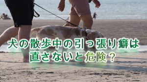 犬の散歩中の引っ張り癖は直さないと危険?【犬の引っ張り癖を直す方法】