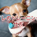 犬のしつけ方法【トイレのトレーニングの仕方】