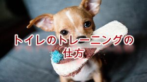 犬のしつけ方法【トイレのトレーニングの仕方】