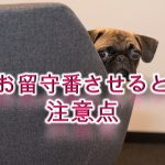 犬にお留守番させるときの注意点【隠しておいたほうがいい物など】