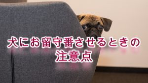 犬にお留守番させるときの注意点【隠しておいたほうがいい物など】