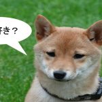 豆柴(まめしば)ってどんな小型犬?【値段や特徴などもまとめました】