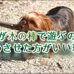犬が木の棒で遊ぶのを止めさせた方がいい理由