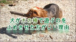 犬が木の棒で遊ぶのを止めさせた方がいい理由