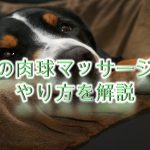犬の肉球マッサージのやり方を解説【注意点や犬が喜ぶツボも紹介しています♪】
