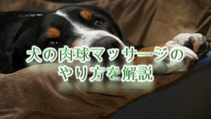 犬の肉球マッサージのやり方を解説【注意点や犬が喜ぶツボも紹介しています♪】