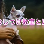 犬のしつけ教室とは?【オススメする理由や概要】