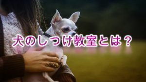 犬のしつけ教室とは?【オススメする理由や概要】