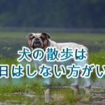 犬の散歩は雨の日にしない方がいい?