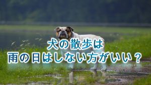 犬の散歩は雨の日にしない方がいい?