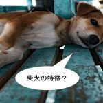 柴犬の特徴について【顔の特徴×体の特徴×しっぽの特徴】