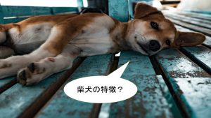 柴犬の特徴について【顔の特徴×体の特徴×しっぽの特徴】
