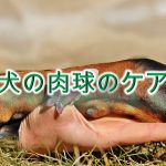 犬の肉球のケアしていますか?【正しいケアの方法と注意点】