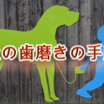 犬の歯磨きのやり方を具体的に解説【犬の歯磨きの方法】