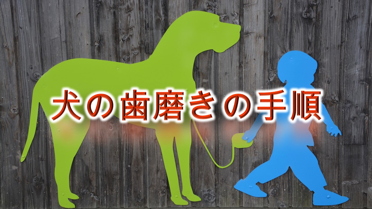 犬の歯磨きのやり方を具体的に解説【犬の歯磨きの方法】