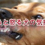 触ると怒る犬の気持ち【接し方やしつけ方、解決方法も解説】