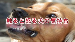 触ると怒る犬の気持ち【接し方やしつけ方、解決方法も解説】