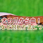 犬の爪から血がでた!どうすればいい?【止血など対処方法について】