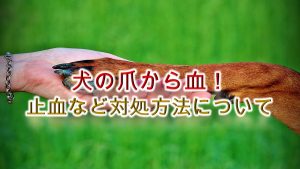 犬の爪から血がでた!どうすればいい?【止血など対処方法について】