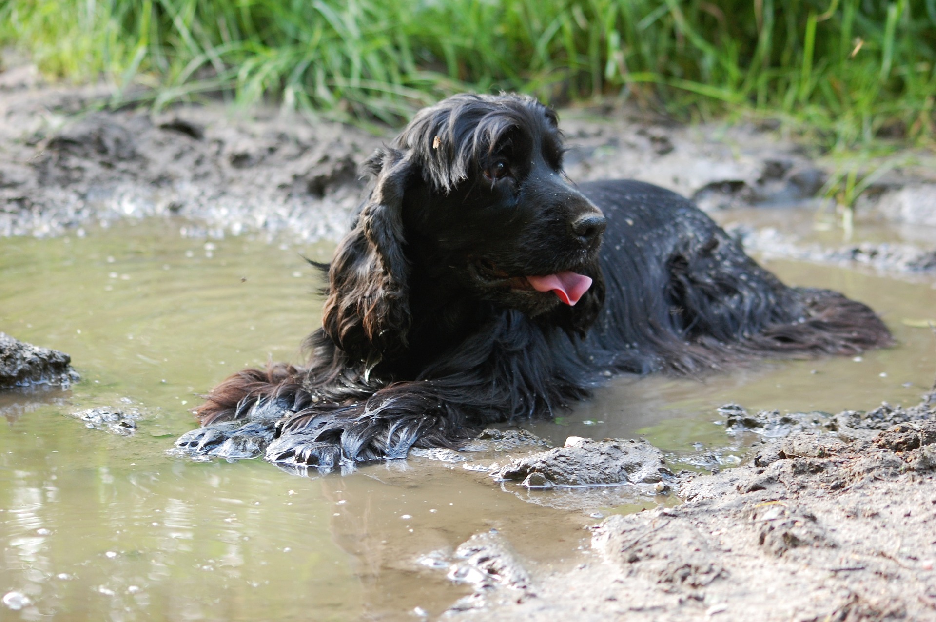 水で遊ぶ黒い犬
