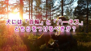 犬の散歩の際、「首輪」か「ハーネス」、どちらをつけるべきか?【それぞれのメリットとデメリット】