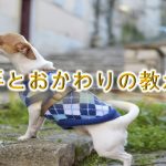 犬のしつけ方法【お手とおかわりの教え方】