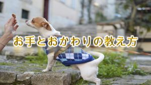 犬のしつけ方法【お手とおかわりの教え方】