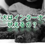 犬がインターホンやチャイムなどの音に吠える理由と解決策【来客に吠える犬への対策にもなります。】