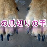 犬の爪切りのやり方【安全に犬の爪を切る方法や切り方のコツも紹介!嫌がる犬や暴れる犬でも大丈夫。】