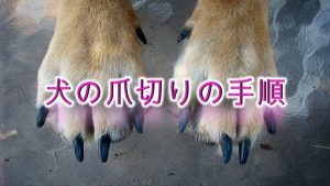 犬の爪切りのやり方【安全に犬の爪を切る方法や切り方のコツも紹介!嫌がる犬や暴れる犬でも大丈夫。】