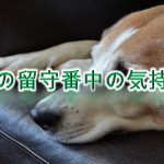 犬の留守番中の気持ち【部屋の電気は消さない方がいい?】