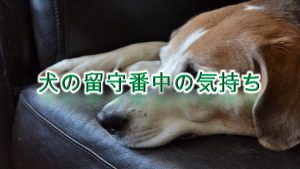 犬の留守番中の気持ち【部屋の電気は消さない方がいい?】