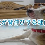 犬が背伸びをする5つの理由