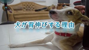 犬が背伸びをする5つの理由