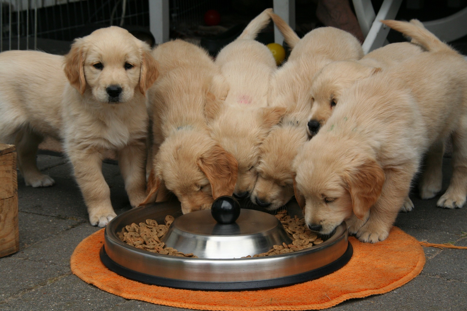 犬の散歩は 食前 と 食後 どっちの方がいいの 愛犬家が集まる トロモロ