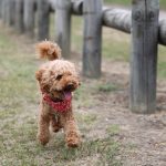 タイニープードルとはどんな小型犬なのか?トイプードルとの違いは?【特徴×性格×値段】