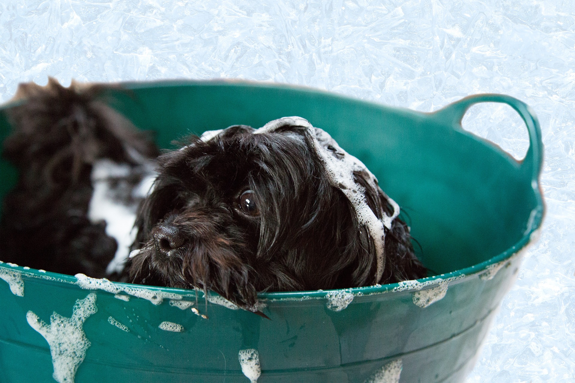 犬のお風呂の頻度はどのくらいがおすすめ 犬のお風呂の適切な回数とは 愛犬家が集まる トロモロ