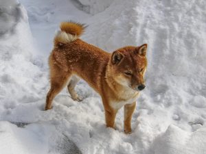 柴犬の特徴について 顔の特徴 体の特徴 しっぽの特徴 愛犬家が集まる トロモロ