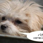 ミックス犬「マルプー」ってどんな小型犬?【値段や性格、特徴をまとめました!】