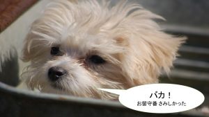 ミックス犬「マルプー」ってどんな小型犬?【値段や性格、特徴をまとめました!】